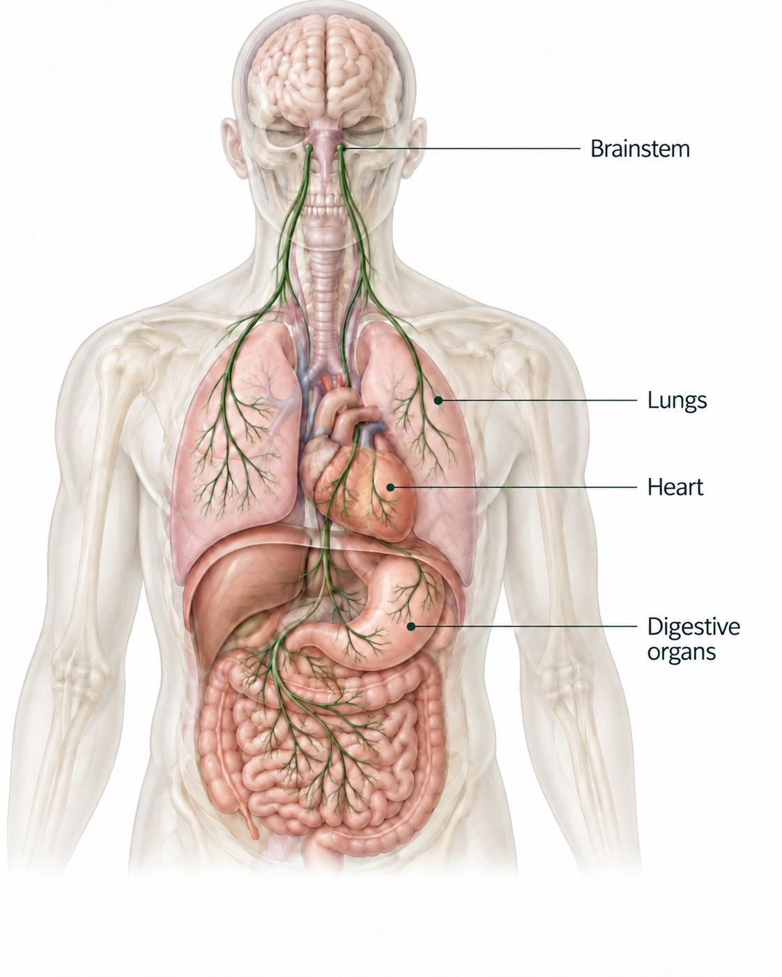 Simplified anatomical illustration of vagus nerve pathways