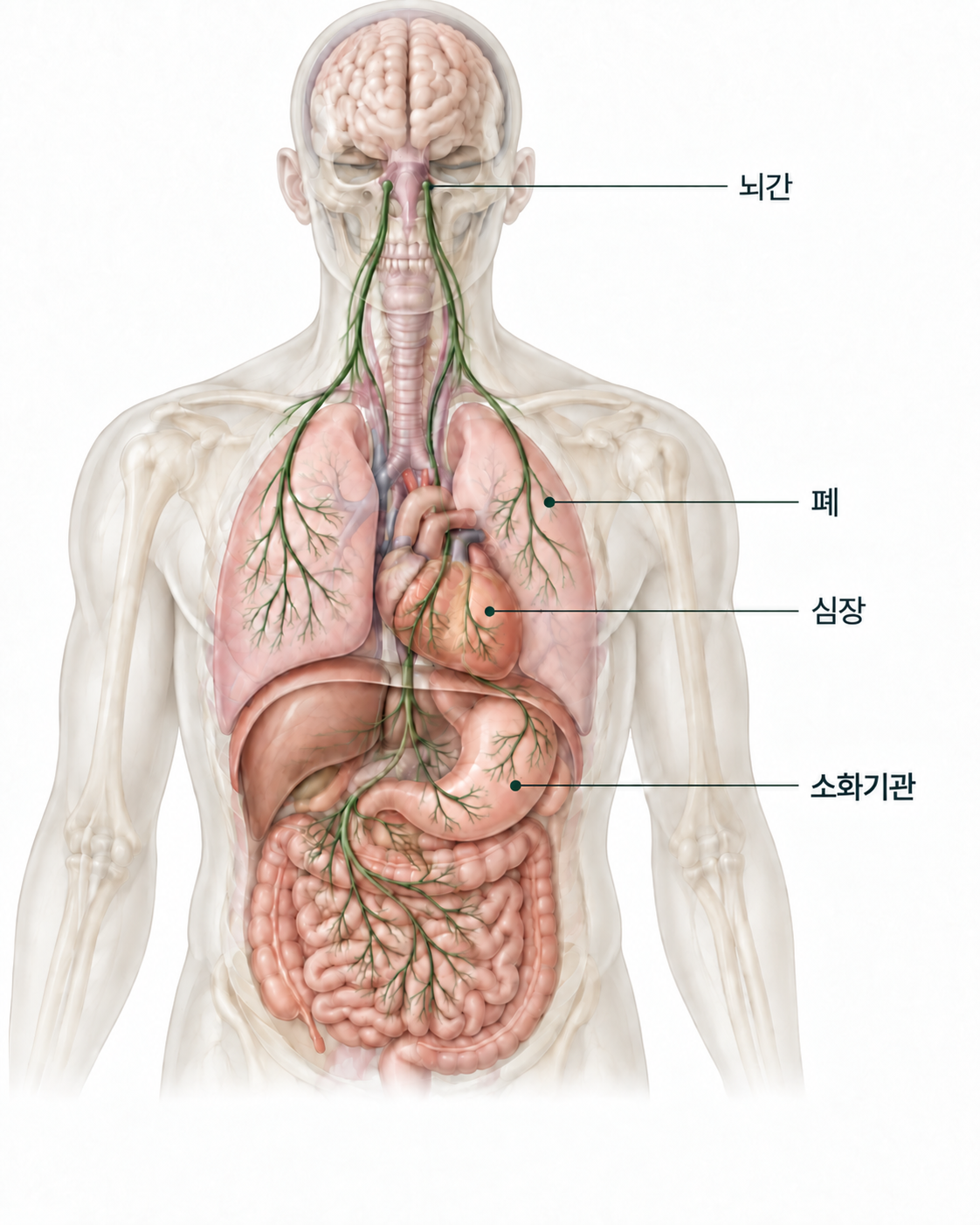 미주신경과 주요 장기의 관계를 단순화한 해부 개념도